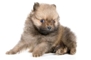 spitz köpek yavrusu