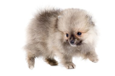 Puppy of the spitz-dog clipart