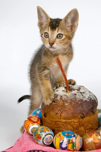 Kitten and an easter set — Stock Photo, Image
