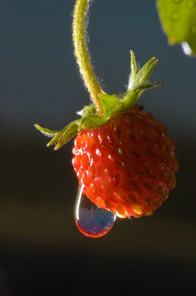 雨后的木莓 — 图库照片