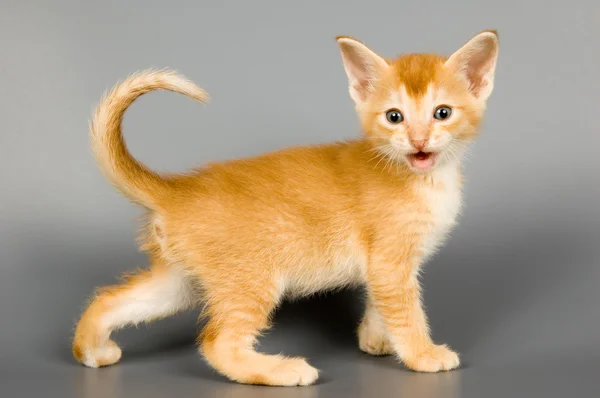 阿比西尼亚的品种的小猫 — Φωτογραφία Αρχείου