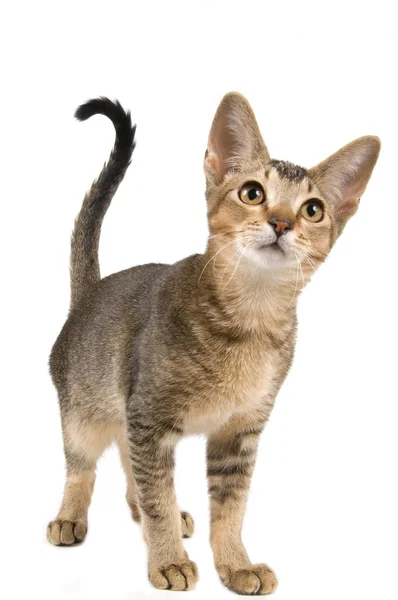 アビシニアン品種の子猫 — ストック写真