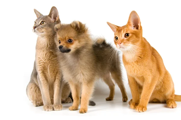 Puppy and cats in studio — Stock Photo, Image