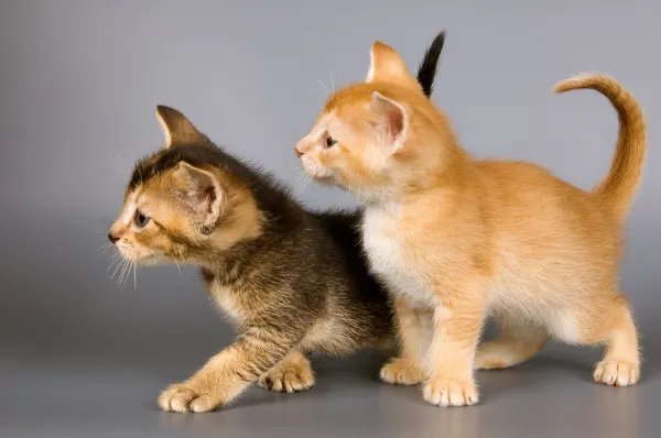 Kittens in studio — Stockfoto