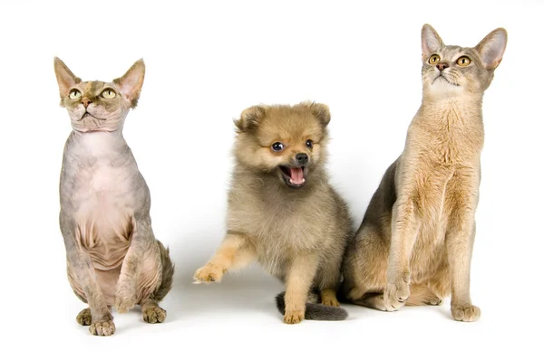 Puppy and cats in studio — Stock Photo, Image