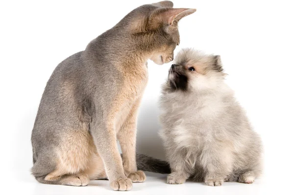 Котенок и щенок пса-шпица — стоковое фото