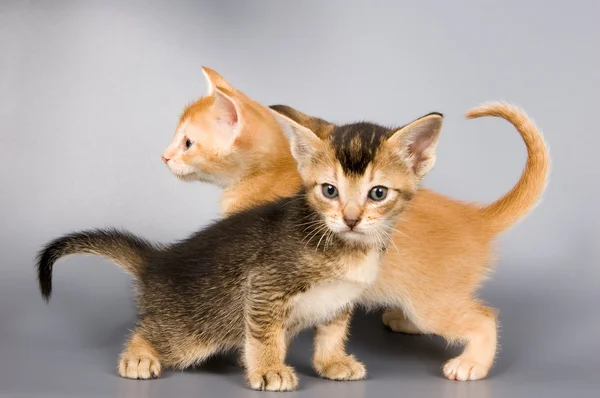 ลูกแมวในสตูดิโอ — ภาพถ่ายสต็อก
