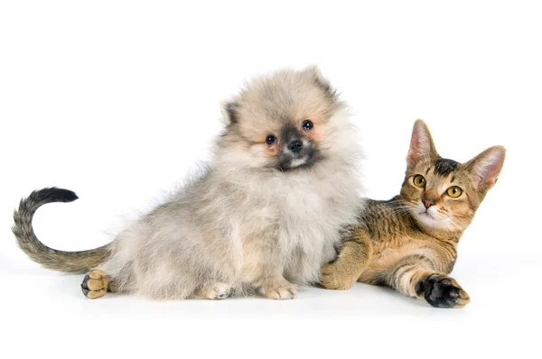 Γατάκι και το κουτάβι του spitz-σκύλου — Φωτογραφία Αρχείου