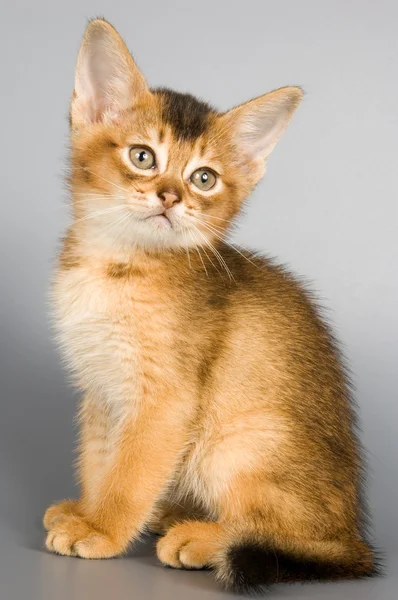 Котенок абиссинской породы — стоковое фото