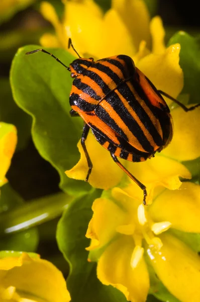 Bug on a wood flower — Stock Photo, Image