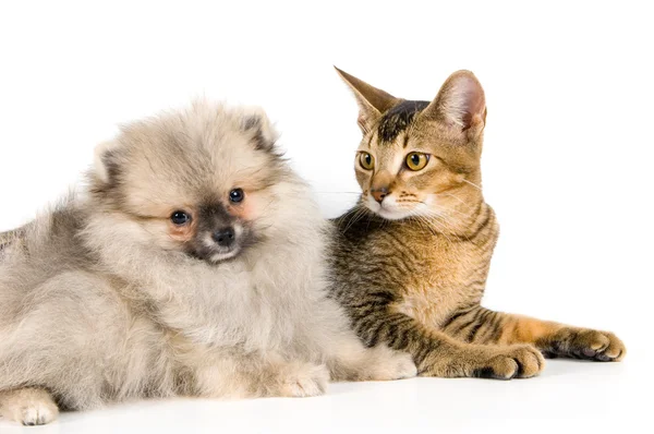 Γατάκι και το κουτάβι του spitz-σκύλου — Φωτογραφία Αρχείου