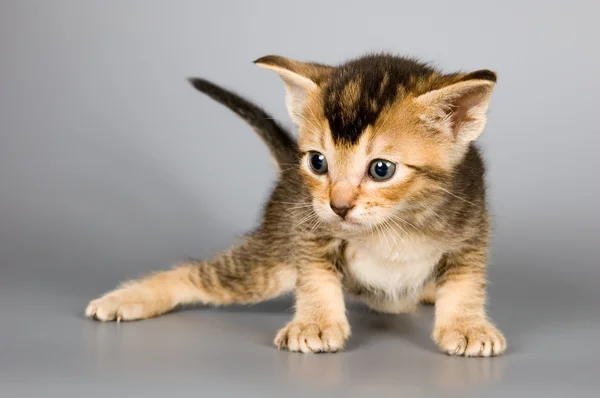 Koťátko plemene habešských — Stock fotografie