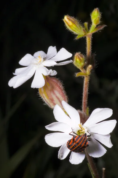 Tuuma valkoisessa kukassa — kuvapankkivalokuva