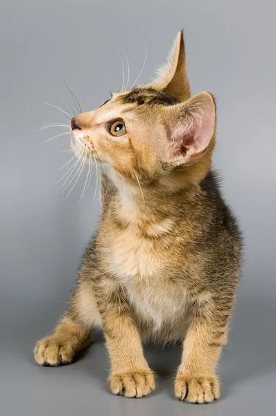 Котенок абиссинской породы — стоковое фото