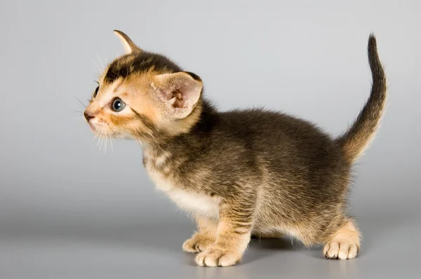 阿比西尼亚的品种的小猫 — Φωτογραφία Αρχείου