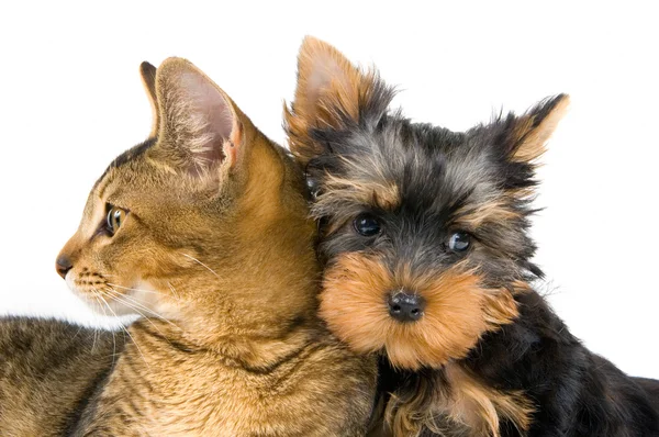 강아지와 새끼 고양이 스톡 이미지