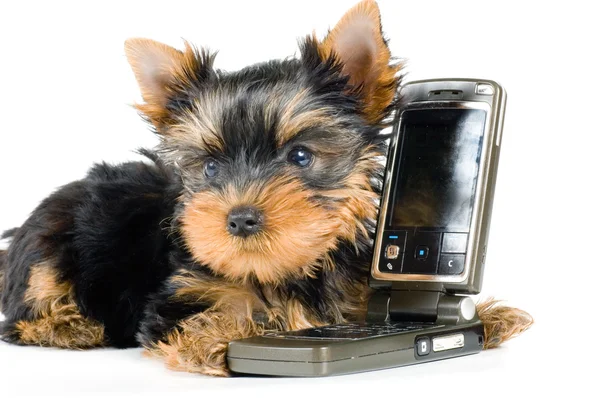 使用移动电话的小狗 免版税图库照片