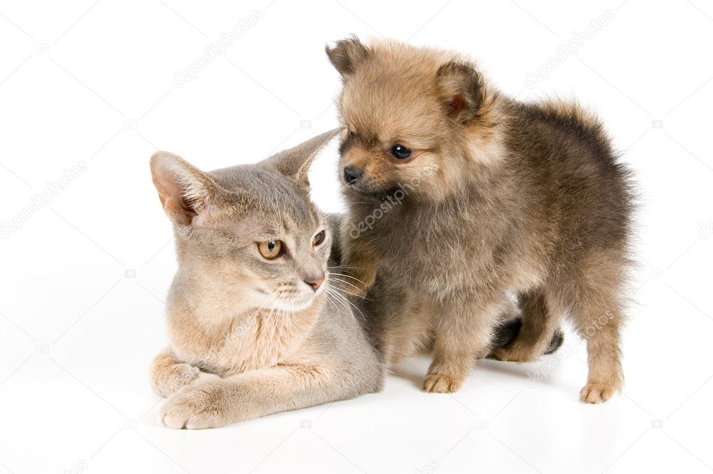 Cat of Abyssinian breed and puppy