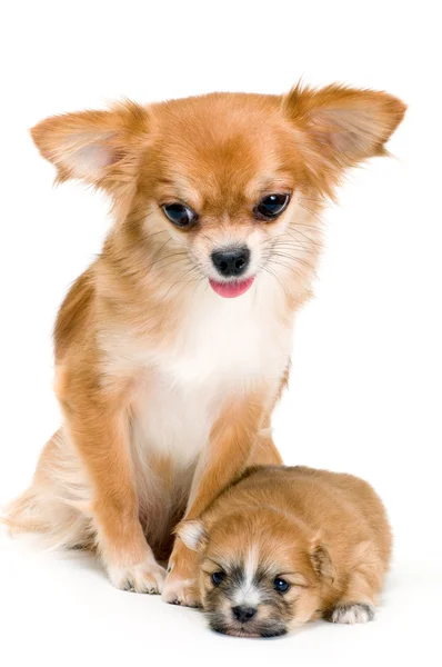 Dog of breed chihuahua and its puppy — Stock Photo, Image