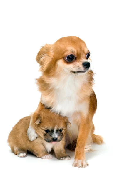 Köpek doğurmak chihuahua ve onun köpek yavrusu — Stok fotoğraf