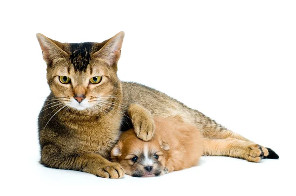 Szczeniak chihuahua z kotem — Zdjęcie stockowe