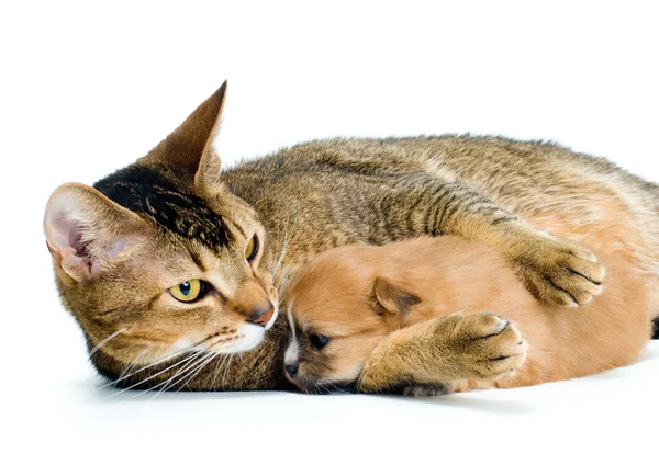 Chihuahua de cachorro com um gato — Fotografia de Stock