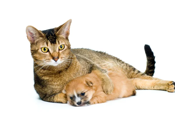 Szczeniak chihuahua z kotem — Zdjęcie stockowe