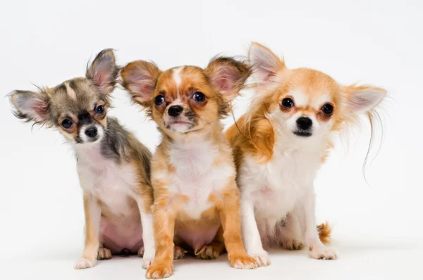 Três cães de raça chihuahua — Fotografia de Stock