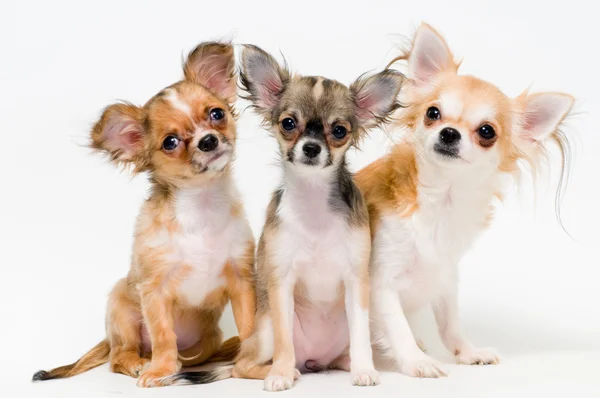 Три собаки породи чихуахуа — стокове фото