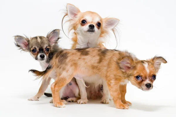 Tre cani di razza chihuahua — Foto Stock