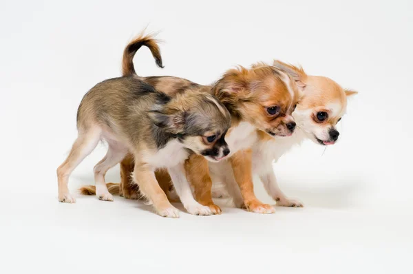 Três cães de raça chihuahua — Fotografia de Stock