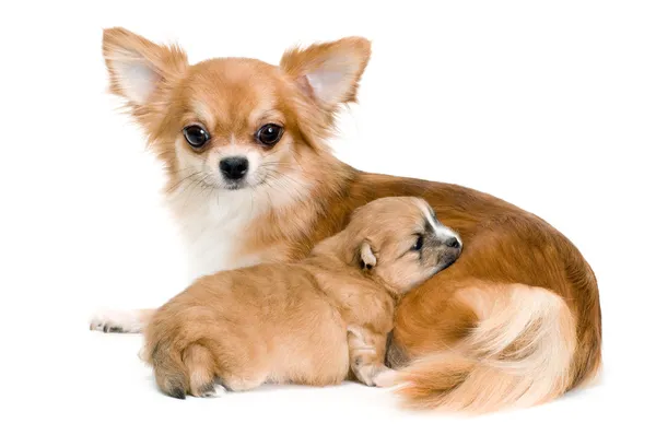 狗的繁殖吉娃娃和它的小狗 图库图片