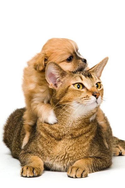Filhote de cachorro com um gato no estúdio — Fotografia de Stock