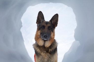 Avalanche Rescue Dog clipart