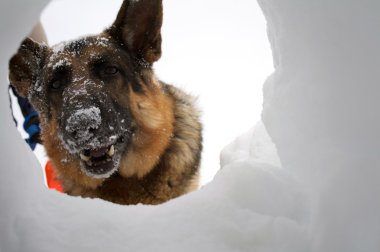 Rescue Dog Looking at Survivor clipart