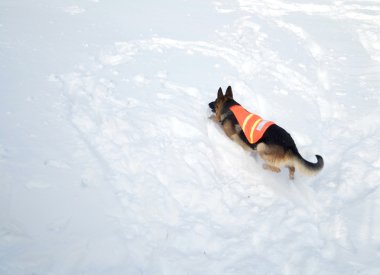 Avalanche Rescue Dog Climbing clipart