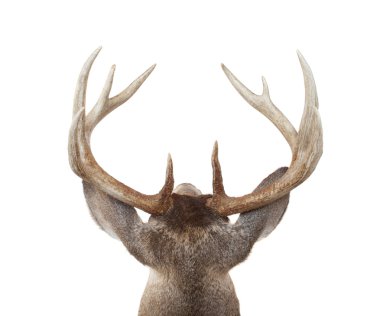 Whitetail Deer Head from Above clipart
