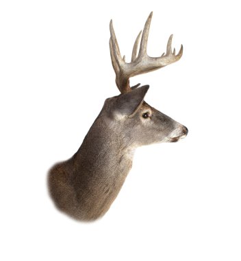 Whitetail Buck Deer Head Profile clipart