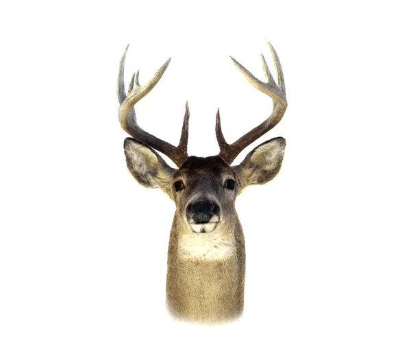 分離された whitetail 鹿の頭 — ストック写真