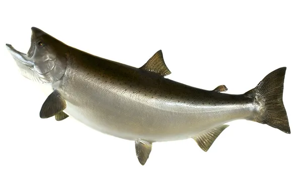 Salmon Chinook — Stok Foto
