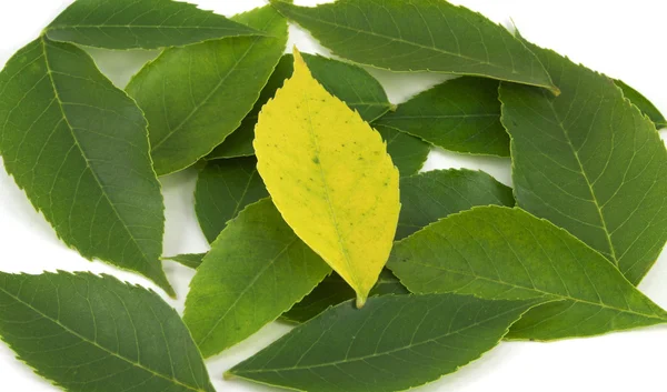 Uniqueness - Yellow Leaf Among Greens — Stock Photo, Image