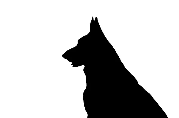Duitse herder mond open silhouet — Stockfoto