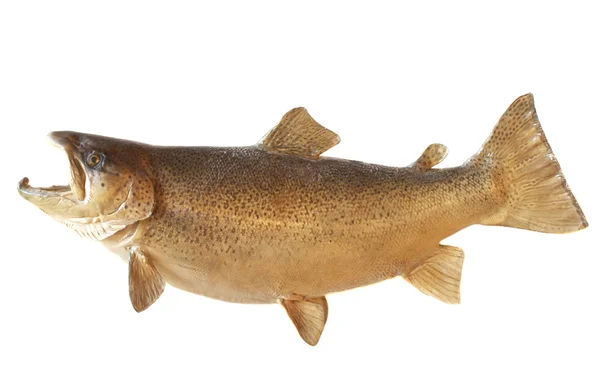 Mężczyzna brown trout — Zdjęcie stockowe