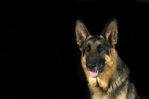 Schäferhund auf schwarzem Hintergrund — Stockfoto