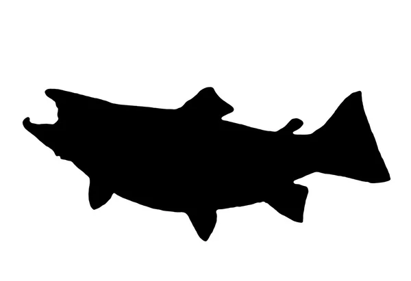 Brown Trout Silhouette — Stock Photo, Image
