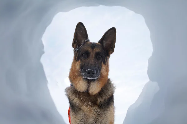 Лавина рятувальні собаки — стокове фото