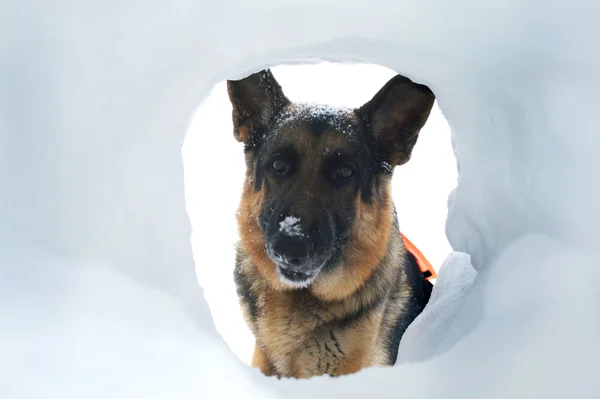 雪崩救助犬、生存者を見つける — ストック写真