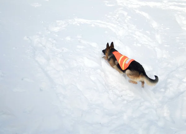 Σκύλος διάσωσης χιονοστιβάδα αναρρίχηση — Φωτογραφία Αρχείου