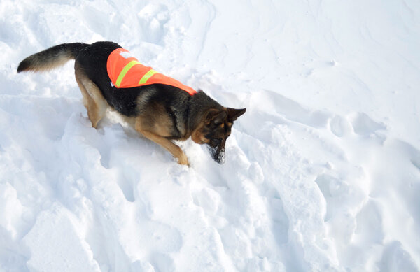 Avalanche Rescue Dog in Persuit