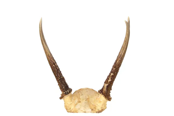 Spike buck deer horn — Stockfoto